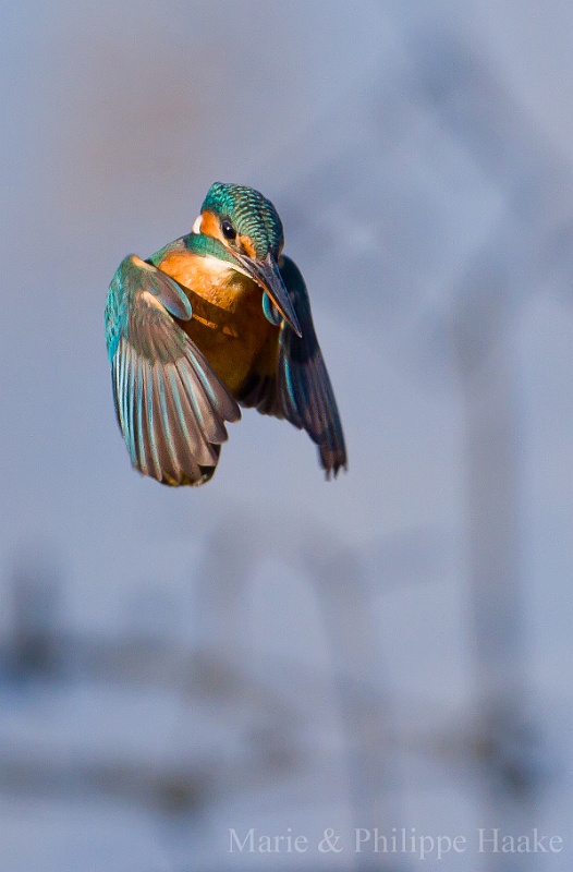 Martin pecheur 5324.jpg - Martin-pêcheur - Common Kingfisher - Alcedo atthis (Etang d'Outines, France, novembre 2011)